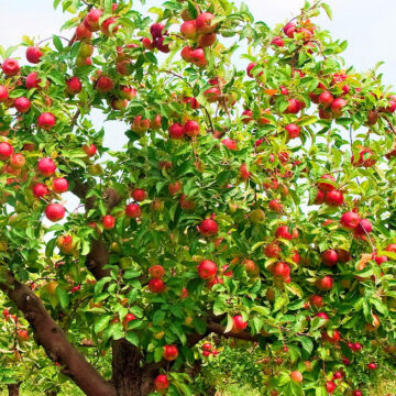 Βακτήρια από το χωράφι στο έντερο – σύγκριση βιοδυναμικών και συμβατικών μήλων