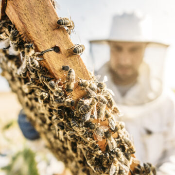 MR_FELIPEHijo.jpg, MR_FELIPEPadre.jpg, MR_OSCARCARRASCOSA.jpg Ανθρώπινο Μέλι – Οι μέλισσες και το πνευματικό έργο της αγάπης