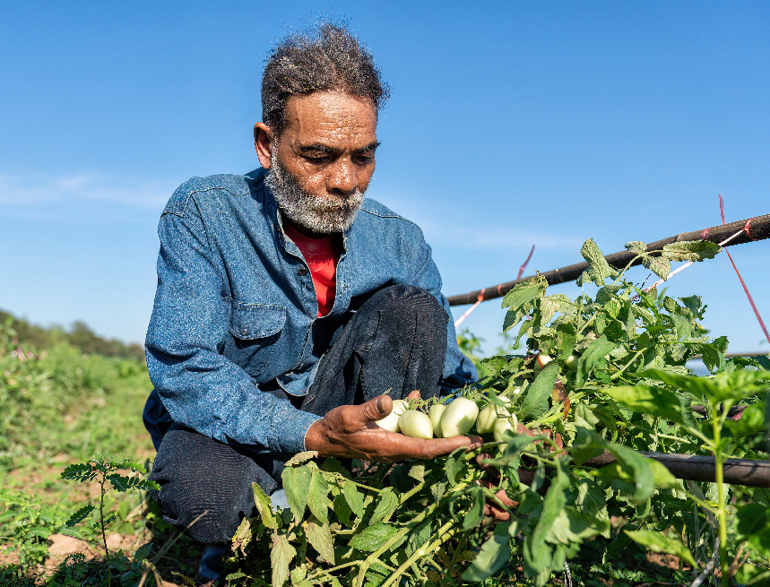 Farmer plantation proud look growth of tomato on sunshine mornin Είμαι ένας άλλος εσύ