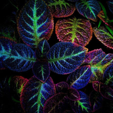 Η ιδέα του Samuel Hahnemann για τη ζωτική δύναμη: μυθοπλασία, κατασκευή ή πραγματικότητα;