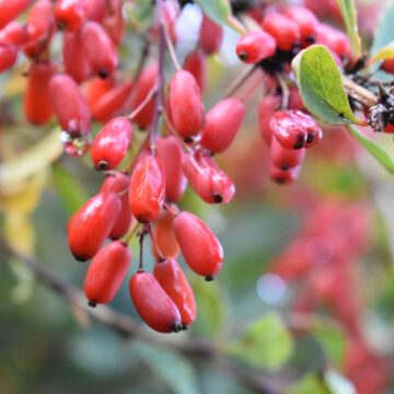 vulgaris Η Μέθοδος των Αναδυόμενων Εικόνων ως Βασική Έρευνα για την Κατανόηση των Φυτικών Φαρμάκων