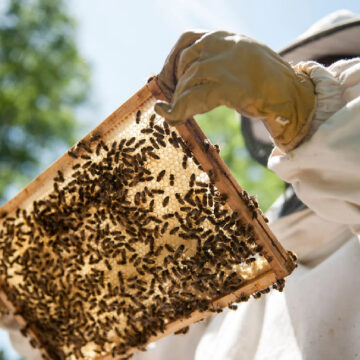 bee culture 1 Ο πολιτισμός των μελισσών σε εξέλιξη – Διαμορφώνοντας νέες σχέσεις με τις μέλισσες