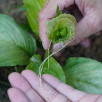 Από το φαρμακευτικό φυτό στο φάρμακο
