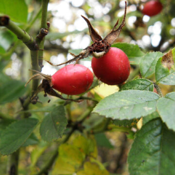 Rosa canina Ποια είναι η ιδιαίτερη συμβολή της ανθρωποσοφίας στην οικολογία;