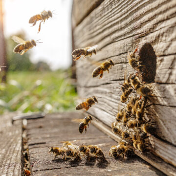 Bees landing at wooden hive entrance in sunny apiary Καθοδηγούμενοι από τις ωθήσεις της αποικίας των μελισσών