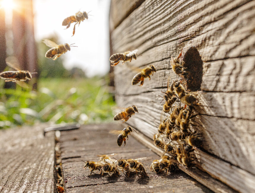 Καθοδηγούμενοι από τις ωθήσεις της αποικίας των μελισσών