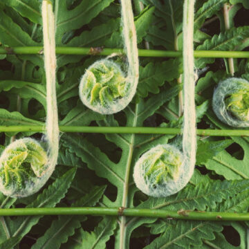 melody 1 Πρόκειται για την μελωδία μέσα στις ουσίες