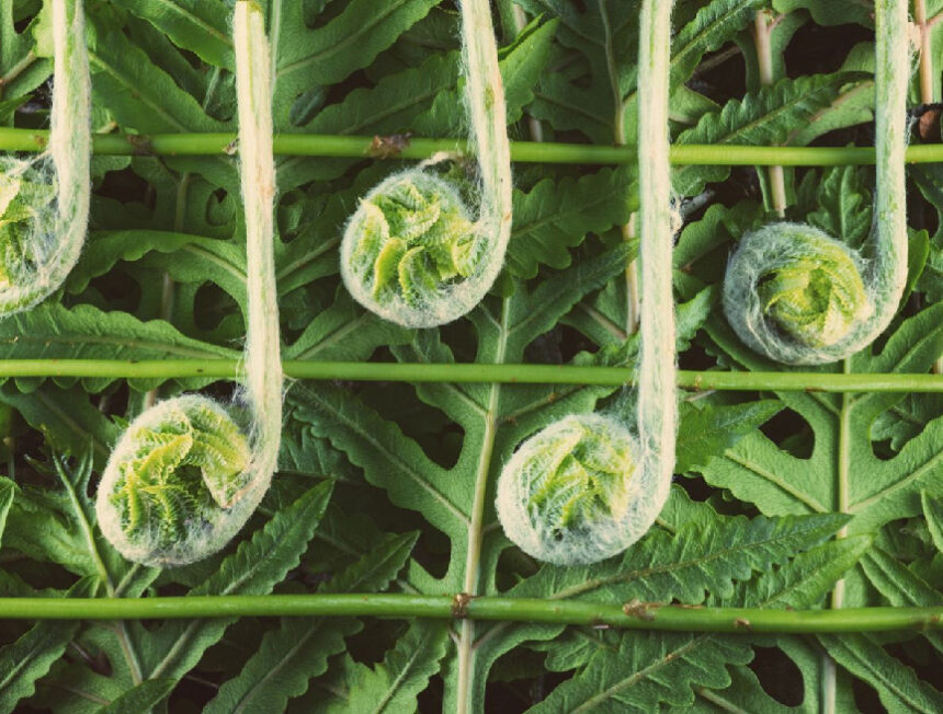 Πρόκειται για την μελωδία μέσα στις ουσίες