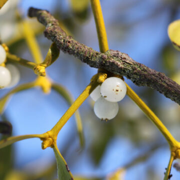 mistletoe sarcoi Νέες Θεραπευτικές Προσεγγίσεις στη Σαρκοείδωση: Ο Ρόλος του Γκι και του Χλωριούχου Σιδήρου