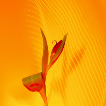Tulip on background of neon yellow festive lighting. Η πνευματικότητα μπορεί να είναι ένας πόρος στην υγειονομική περίθαλψη