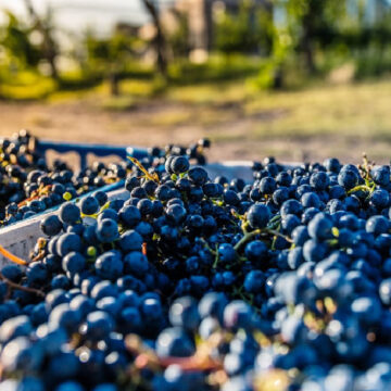 Κατανάλωση βιοδυναμικών προϊόντων – Πώς μπορούν να γίνουν πιο προσιτά τα βιοδυναμικά προϊόντα;