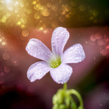 flower etheric Η Ζωντανή Παρατήρηση ως Δρόμος προς τον Αιθερικό Κόσμο