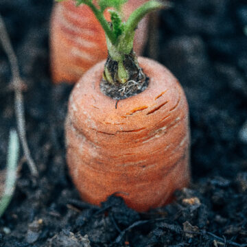 Η Ποικιλομορφία ως Πηγή Υγείας