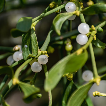 Η Θεραπεία με Γκι αλλάζει το επιστημονικό πλαίσιο στην ολιστική ογκολογία