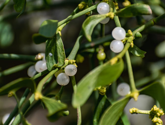 Untitled-1 Η Θεραπεία με Γκι αλλάζει το επιστημονικό πλαίσιο στην ολιστική ογκολογία