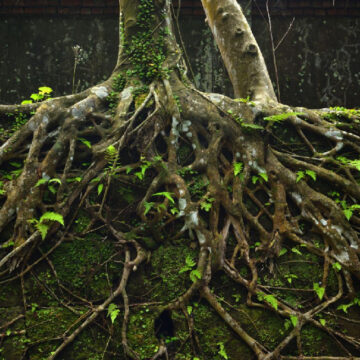 Η Υπόθεση της Απείθαρχης Σκέψης
