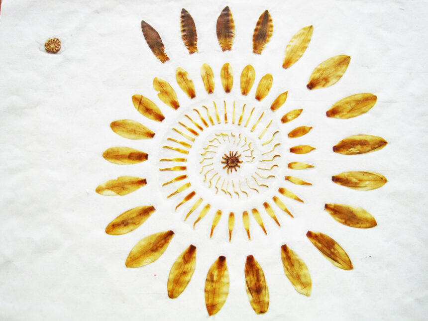 Γκαιτεανική παρατήρηση στην ζωή και τις κοινωνικές επιστήμες