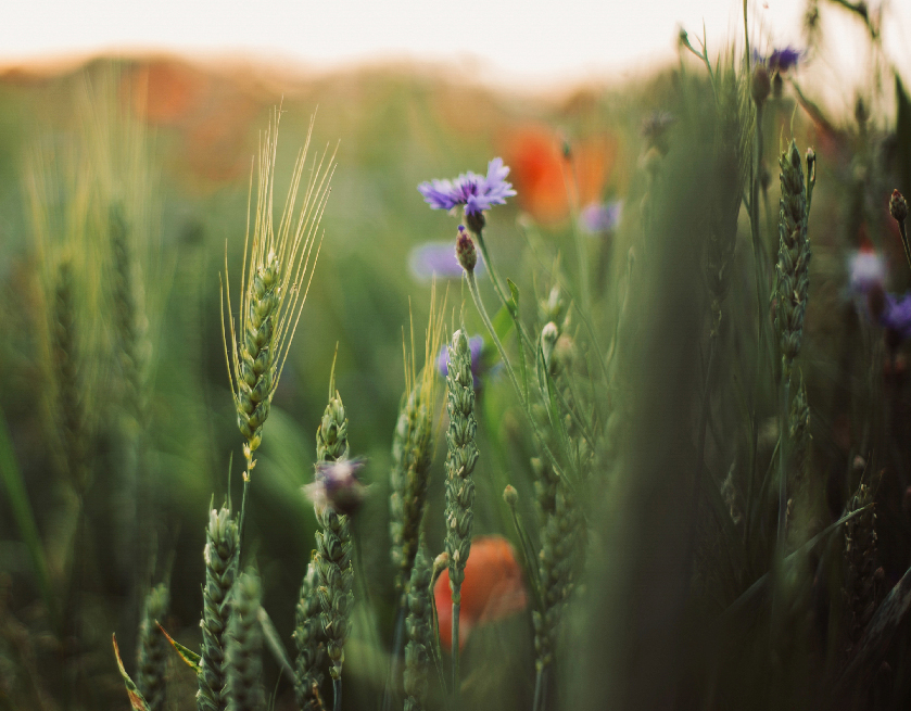 Wheat and cornflowers in sunset light in summer meadow, Τα λιβάδια ως γενετικές κιβωτοί του μέλλοντος