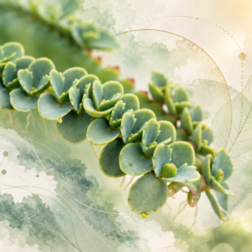 Bryophyllum και άγχος | Ποιοι ασθενείς φάνηκε να ανταποκρίνονται καλύτερα;